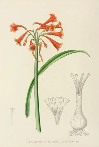 Illtyd Buller PoleEvans - Cyrtanthus Rotundilobus.webp