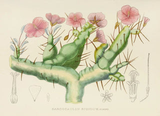Illtyd Buller PoleEvans - Sarcocaulon Rigidum.webp