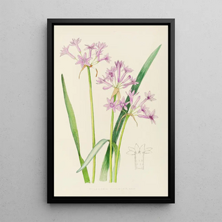 Illtyd Buller PoleEvans - Tulbaghia Violacea.webp