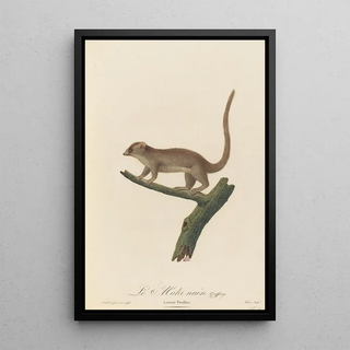 Inconnu - Le Maki nain.webp