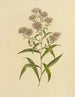 Aster à longues feuilles - Isaac Sprague — näkymä teoksesta
