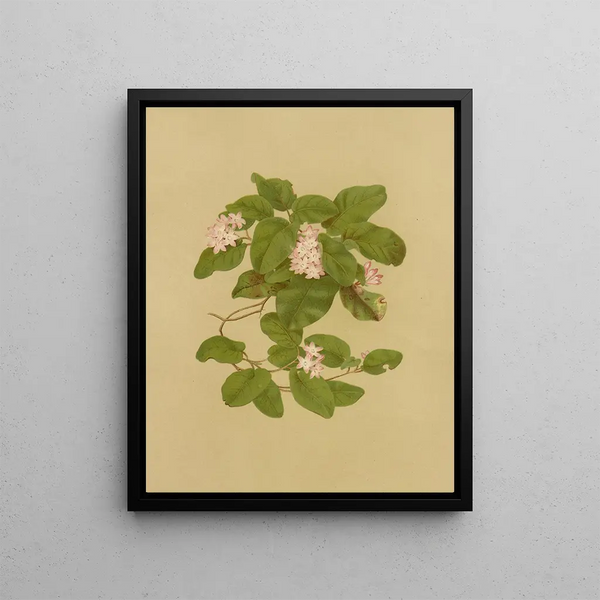 Isaac Sprague - MayFlower Trailing Arbutus.webp