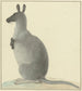 Kangaroo - Isaac van Haastert — näkymä teoksesta