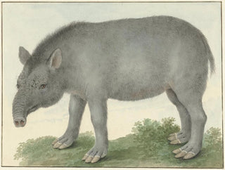 Isaac van Haastert - Tapir.webp