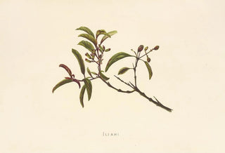 Isabella McHutcheson Sinclair - Iliahi.webp