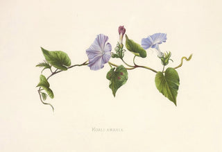 Isabella McHutcheson Sinclair - KoaliAwahia.webp