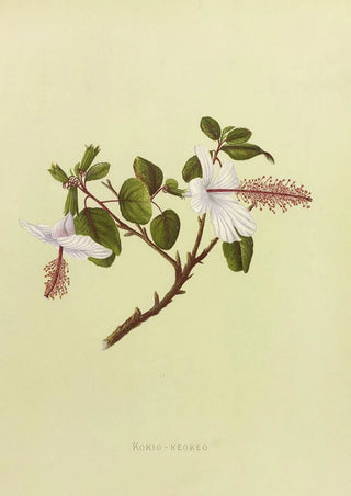 Isabella McHutcheson Sinclair - KokioKeokeo.webp