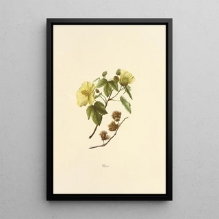 Isabella McHutcheson Sinclair - Mao.webp