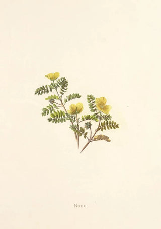 Isabella McHutcheson Sinclair - Nohu.webp