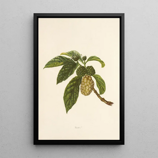 Isabella McHutcheson Sinclair - Noni.webp