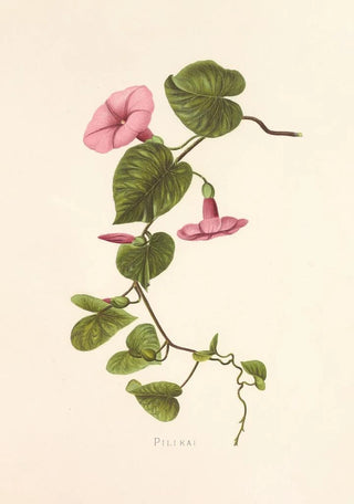 Isabella McHutcheson Sinclair - Pilikai.webp