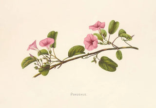 Isabella McHutcheson Sinclair - Pohuehue.webp