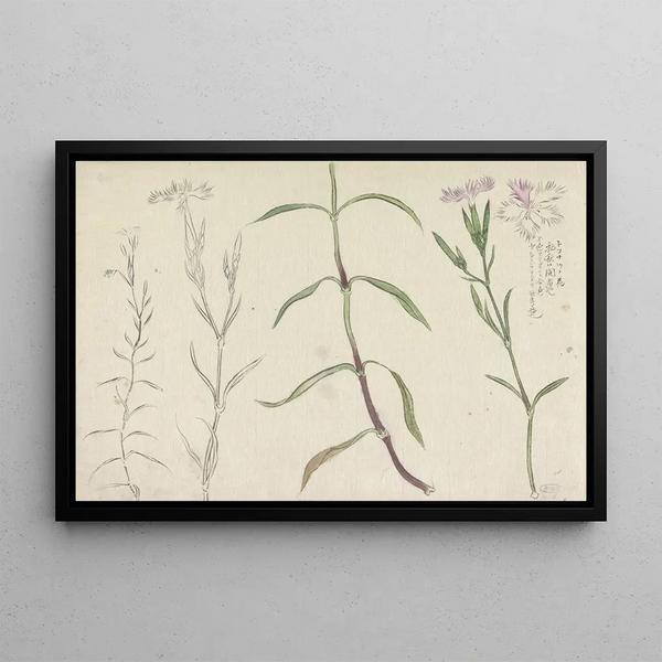 Ishikawa Kazan - Schetsblad met studies van een wilde anjelier.webp