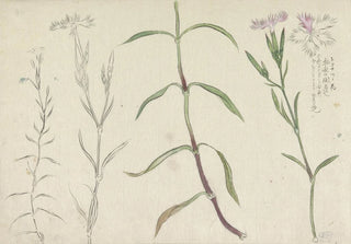 Ishikawa Kazan - Schetsblad met studies van een wilde anjelier.webp