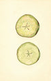 Malus domestica - John F. Brewer — näkymä teoksesta