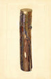Pyrus communis Kieffer - John F. Brewer — näkymä teoksesta