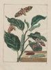 Observations précises de nombreux petits animaux à métamorphoses Pl01 - Jacob L'Admiral — näkymä teoksesta