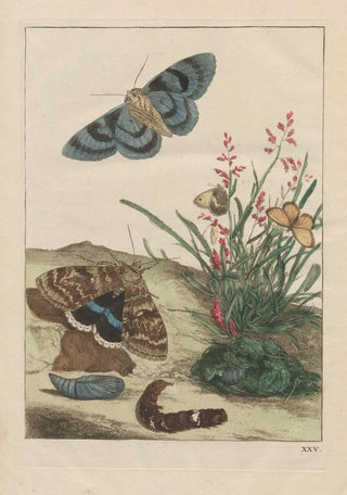 Jacob LAdmiral - Naauwkeurige Waarneemingen van veele gestaltverwisselende gekorvene diertjes Pl25.webp