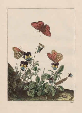 Jacob LAdmiral - Naauwkeurige waarneemingen omtrent de veranderingen van veele insekten of gekorvene diertjes Pl19.webp