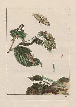 Jacob LAdmiral - Naauwkeurige waarneemingen omtrent de veranderingen van veele insekten of gekorvene diertjes Pl21.webp