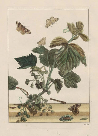 Jacob LAdmiral - Naauwkeurige waarneemingen omtrent de veranderingen van veele insekten of gekorvene diertjes Pl23.webp