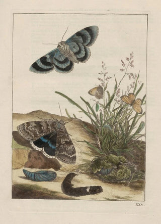 Jacob LAdmiral - Naauwkeurige waarneemingen omtrent de veranderingen van veele insekten of gekorvene diertjes Pl25.webp