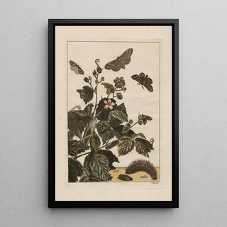 Jacob LAdmiral - Naauwkeurige waarneemingen omtrent de veranderingen van veele insekten of gekorvene diertjes Pl32.webp