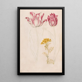 Jacob Marrel - Twee tulpen en een takje met gele bloemen.webp