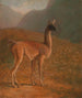 Guanaco - Jacques-Laurent Agasse — näkymä teoksesta
