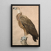 Ruskea korppikotka - Jacques Barraband — kehystetty taideteos seinällä