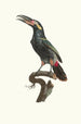 L'Aracari Koulik Guyanan uros - Jacques Barraband — näkymä teoksesta
