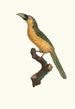 L'Aracari Baillon - Jacques Barraband — näkymä teoksesta