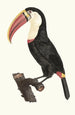 Le Toucan - Jacques Barraband — näkymä teoksesta