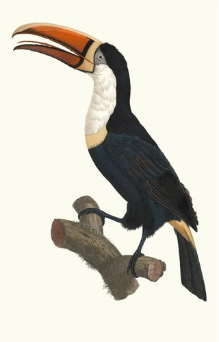 Jacques Barraband - Le Tocan Collier jaune.webp