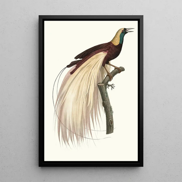 Jacques Barraband - Le grand Oiseau de Paradis mraude mle.webp