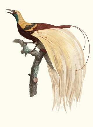 Jacques Barraband - Le petit Oiseau de paradis Emeraude mle.webp