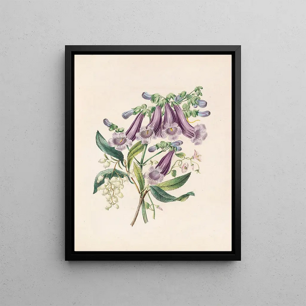 James Ackerman - Jacaranda Tormantosa And Arbutus.webp