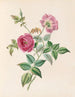 La Rose - James Ackerman — näkymä teoksesta
