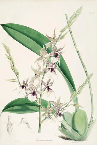 James Bateman - A monograph of Odontoglossum Pl06.webp