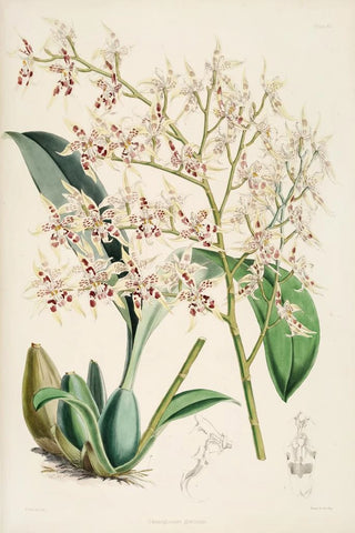 James Bateman - A monograph of Odontoglossum Pl11.webp