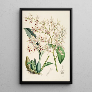 James Bateman - A monograph of Odontoglossum Pl11.webp