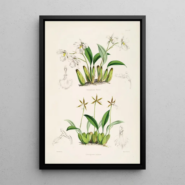 James Bateman - A monograph of Odontoglossum Pl12.webp