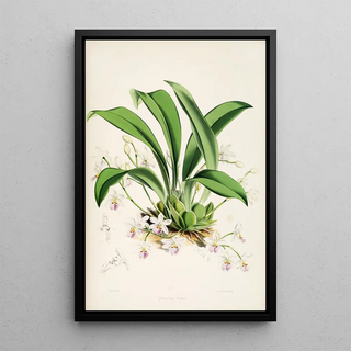 James Bateman - A monograph of Odontoglossum Pl23.webp