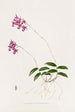 Barkeria Lindleyana - James Bateman — näkymä teoksesta