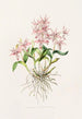 Barkeria Spectabilis - James Bateman — näkymä teoksesta