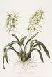Brassia Verrucosa - James Bateman — näkymä teoksesta