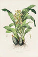 Catasetum Maculatum - James Bateman — näkymä teoksesta