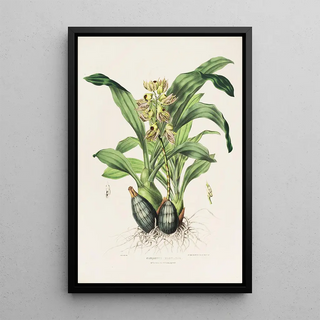James Bateman - Catasetum Maculatum.webp