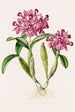 Cattleya Skinneri - James Bateman — näkymä teoksesta