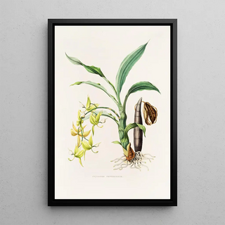 James Bateman - Cycnoches Ventricosum.webp